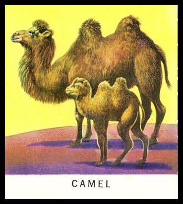 10 Camel